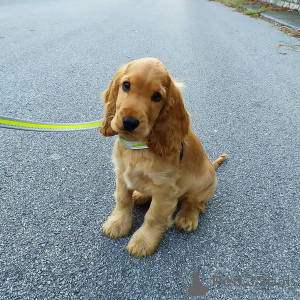 Photo №2 to announcement № 168266 for the sale of english cocker spaniel - buy in Sweden private announcement, breeder