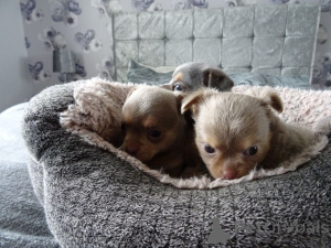 Photo №4. I will sell chihuahua in the city of KarlSkrona. private announcement, breeder - price - 671$