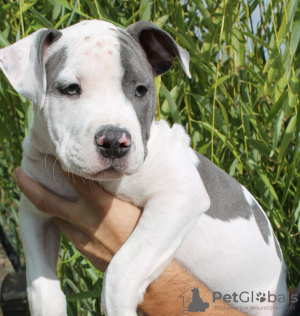 Additional photos: Gorgeous Amstaff puppies of noble blood