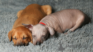 Photo №2 to announcement № 12727 for the sale of mexican hairless dog - buy in Russian Federation from nursery