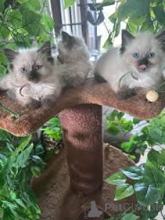 Photo №1. ragdoll - for sale in the city of Helsinki | 516$ | Announcement № 170866
