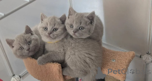 Photo №1. british shorthair - for sale in the city of BeauFort | Is free | Announcement № 165480