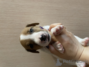 Photo №2 to announcement № 43457 for the sale of jack russell terrier - buy in Russian Federation private announcement