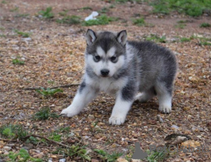 Photo №1. siberian husky - for sale in the city of Корк | Is free | Announcement № 124170