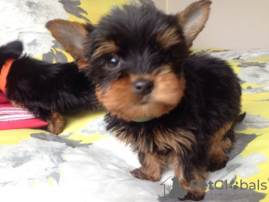 Photo №1. beaver yorkshire terrier - for sale in the city of Штутгарт | Is free | Announcement № 95598