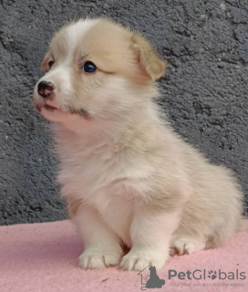 Additional photos: Pembroke Welsh Corgi puppies