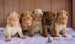 Photo №4. I will sell shar pei in the city of Hamburg. private announcement - price - 471$