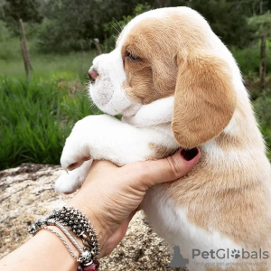 Photo №3. beagle puppies. Germany