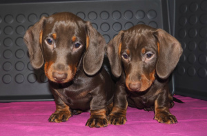 Photo №1. dachshund - for sale in the city of Москва | 320$ | Announcement № 1391