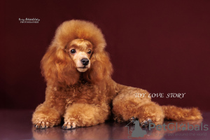 Photo №2 to announcement № 111803 for the sale of poodle (dwarf) - buy in Ukraine breeder