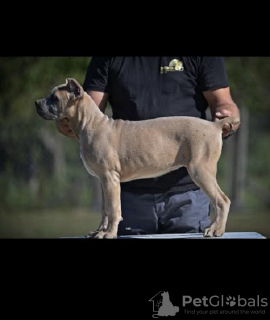 Photo №3. Cane Corso puppies. Serbia