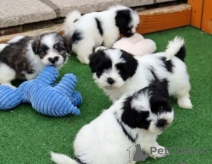 Photo №1. shih tzu - for sale in the city of Flachau | Is free | Announcement № 166901