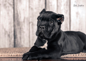 Photo №2 to announcement № 3946 for the sale of cane corso - buy in Russian Federation from nursery