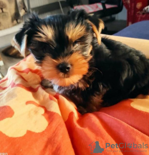 Photo №4. I will sell yorkshire terrier in the city of Berlin. private announcement - price - 300$