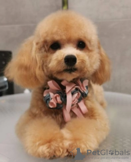 Photo №2 to announcement № 108060 for the sale of poodle (toy) - buy in Germany 