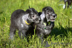 Photo №1. bedlington terrier - for sale in the city of Луховицы | 1041$ | Announcement № 106821