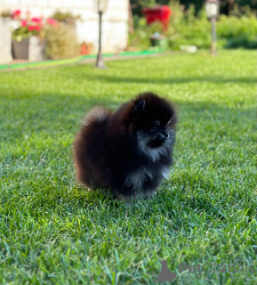 Photo №2 to announcement № 63872 for the sale of pomeranian - buy in Belarus private announcement