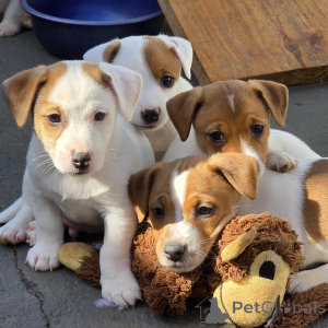 Photo №4. I will sell jack russell terrier in the city of Prague. breeder - price - negotiated