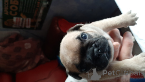 Additional photos: French bulldog puppies