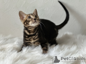 Photo №1. bengal cat - for sale in the city of Marseilles | negotiated | Announcement № 100957