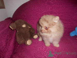 Photo №1. pomeranian - for sale in the city of Bregenz | negotiated | Announcement № 167159