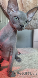 Photo №1. sphynx cat - for sale in the city of Kettering | 2113$ | Announcement № 86009