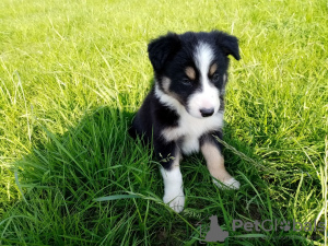 Photo №1. non-pedigree dogs - for sale in the city of Bamberg | Is free | Announcement № 118079