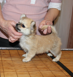 Additional photos: beautiful promising sukachihuahua dsh. standard