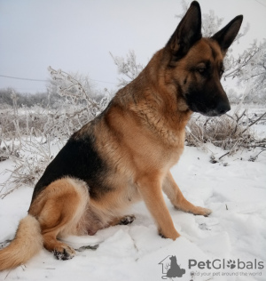 Additional photos: German shepherd puppies for sale