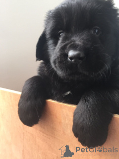 Photo №3. Newfoundland puppies. Belgium