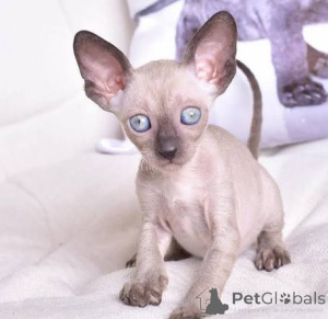 Photo №2 to announcement № 173232 for the sale of cornish rex - buy in Iceland private announcement, breeder
