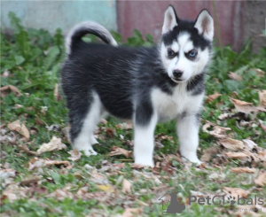 Photo №2 to announcement № 126156 for the sale of siberian husky - buy in Germany private announcement