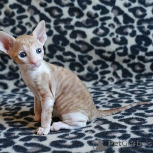 Photo №1. cornish rex - for sale in the city of Helsinki | 423$ | Announcement № 114215