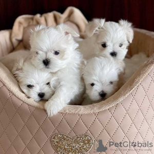 Photo №1. maltese dog - for sale in the city of Berlin | 264$ | Announcement № 117326