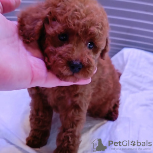 Photo №1. poodle (dwarf) - for sale in the city of Москва | 1302$ | Announcement № 43293