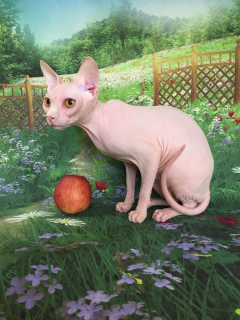 Photo №2 to announcement № 2297 for the sale of sphynx-katze - buy in Russian Federation breeder