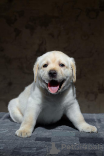 Additional photos: Labrador puppies