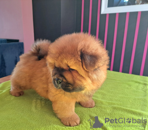 Additional photos: Chow chow puppies