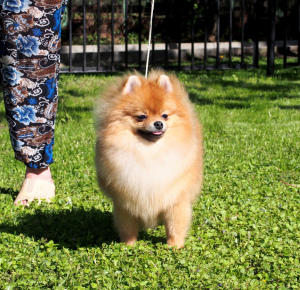 Photo №3. Boy Pomeranian Spitz for sale. Russian Federation