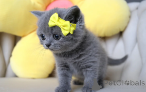 Photo №2 to announcement № 164513 for the sale of british shorthair - buy in Germany 