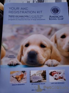 Photo №2 to announcement № 128364 for the sale of golden retriever - buy in Finland breeder