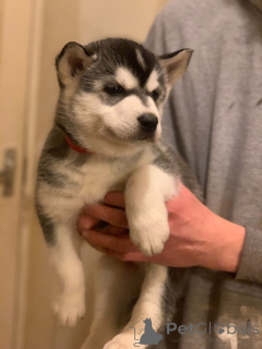 Photo №3. Siberian Husky Puppies. Denmark