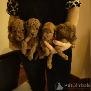 Photo №2 to announcement № 160873 for the sale of poodle (toy) - buy in Serbia breeder