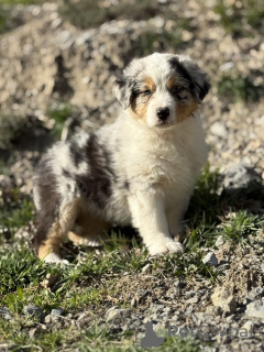 Photo №4. I will sell australian shepherd in the city of Brussels. private announcement, breeder - price - negotiated