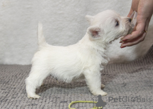 Photo №3. Kennel offers west highland white terrier puppies. Moldova