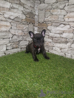 Photo №4. I will sell french bulldog in the city of Sremska Mitrovica.  - price - negotiated