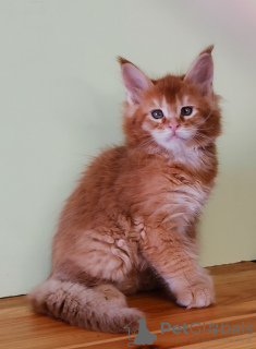 Photo №2 to announcement № 19391 for the sale of maine coon - buy in Russian Federation from nursery, breeder