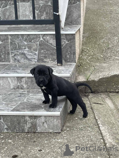Photo №4. I will sell cane corso in the city of Smederevska Palanka. private announcement - price - negotiated