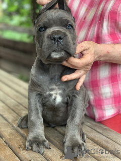 Photo №2 to announcement № 11324 for the sale of cane corso - buy in Ukraine from nursery, breeder