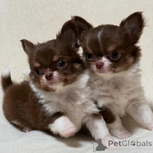 Photo №1. chihuahua - for sale in the city of Essenbach | negotiated | Announcement № 152851